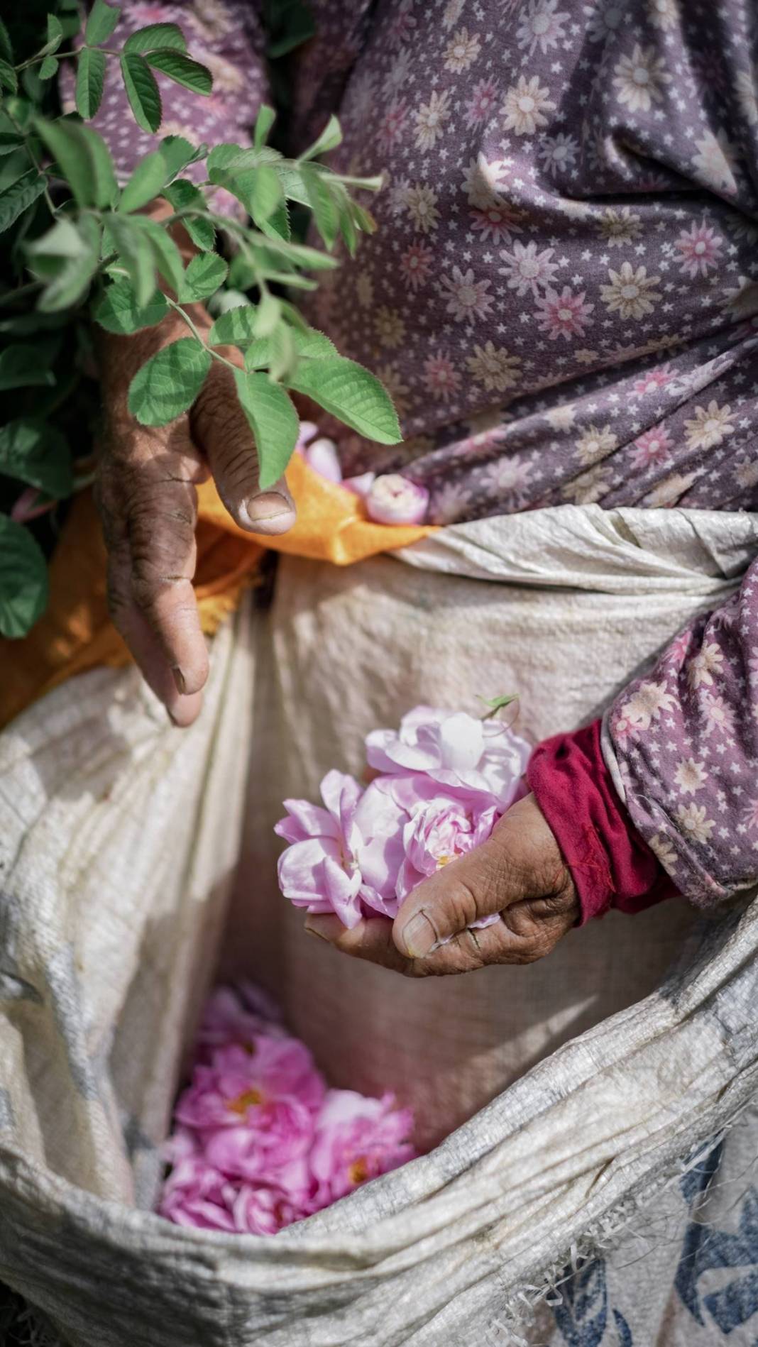 Aile mesleğini sürdürüyorlar: Litresi 10 bin euro! 15 milyon gül yaprağından 1 litre gül yağı çıkarıyorlar 25